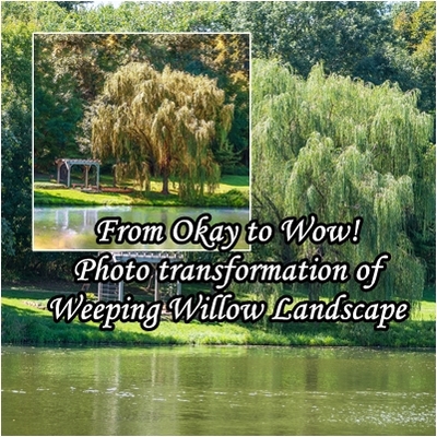 Art Transformation Of Weeping Willow Landscape