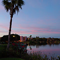 Evening By The Palm Tree