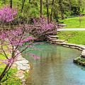 Pink Redbud Along The Creek