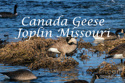 Canada Geese Joplin Missouri